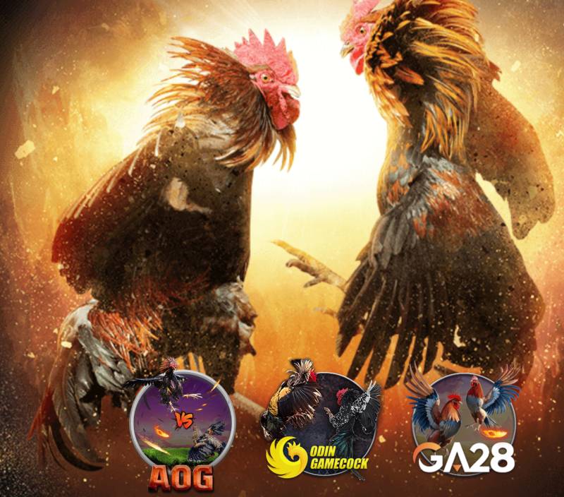 Đá gà (Cockfighting)
